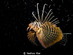 A hunting lionfish (Pterois volitans), captured during a ... by Yeehoo Wai 
